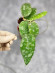 Hoya Caudata Aceh High Splash Hoya Caudata Aceh High Splash