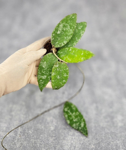 Hoya Caudata Aceh High Splash Hoya Caudata Aceh High Splash