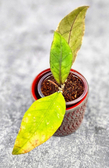 Hoya Sp Aceh  