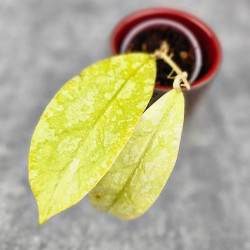 Hoya Forbesii Aceh Splash  