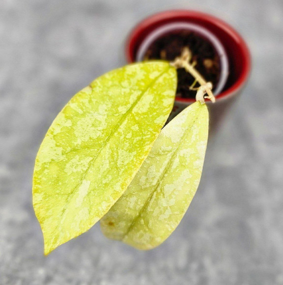 Hoya Forbesii Aceh Splash  