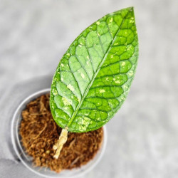 Hoya Sp. Aceh Permata Hijau 