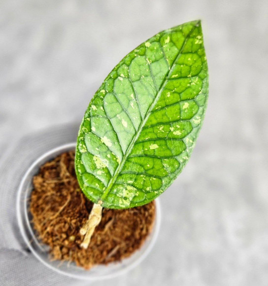 Hoya Sp. Aceh Permata Hijau Hoya Sp. Aceh Permata Hijau