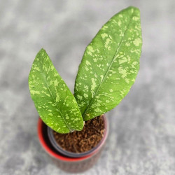 Hoya Sp. Aceh Embun Madu 