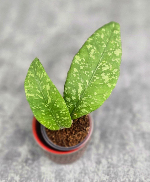 Hoya Sp. Aceh Embun Madu Hoya Sp. Aceh Embun Madu