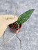 Hoya Clemensiorum Aceh #003                    
