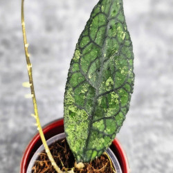 Hoya Clemensiorum Aceh #003                    