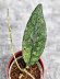 Hoya Clemensiorum Aceh #003                    