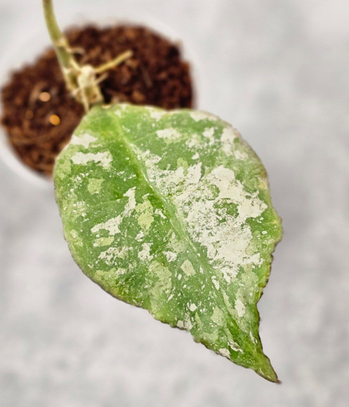 Hoya Clemensiorum Aceh Splash