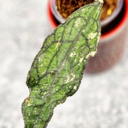 Hoya Clemensiorum Aceh Splash