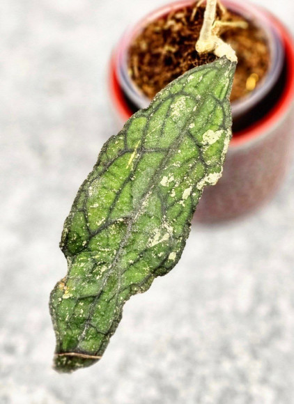 Hoya Clemensiorum Aceh Splash