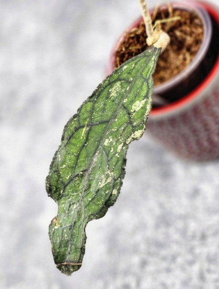 Hoya Clemensiorum Aceh Splash