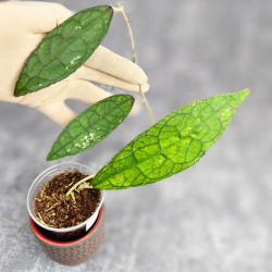 Hoya Clemensiorum Aceh ar #043