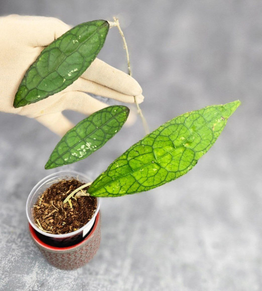 Hoya Clemensiorum Aceh ar #043 Hoya Clemensiorum Aceh ar #043