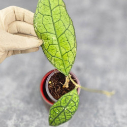 Hoya Clemensiorum Sarawak #001  