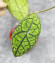 Hoya Clemensiorum Sarawak #001  