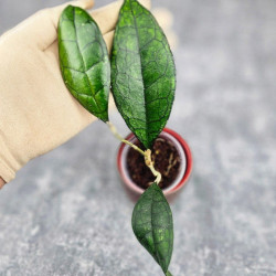 Hoya Clemensiorum Sarawak #002  