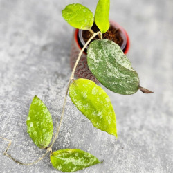 Hoya Caudata Aceh High Splash 