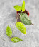 Hoya Caudata Aceh High Splash 