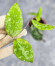 Hoya Caudata Aceh High Splash 