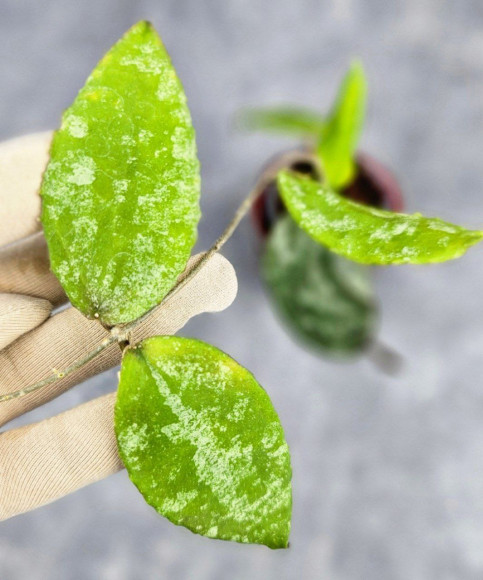 Hoya Caudata Aceh High Splash Hoya Caudata Aceh High Splash