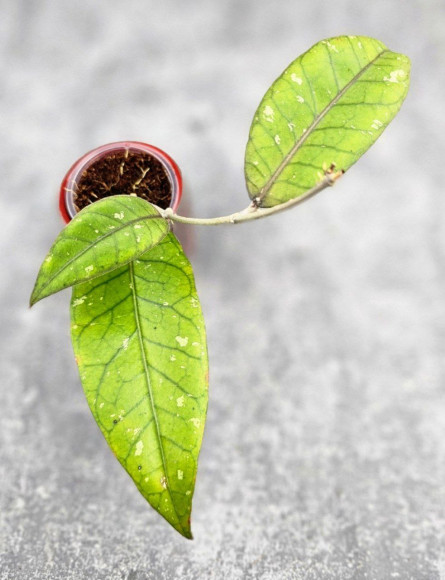 Hoya Sp Aceh  