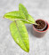 Hoya Sp Aceh  