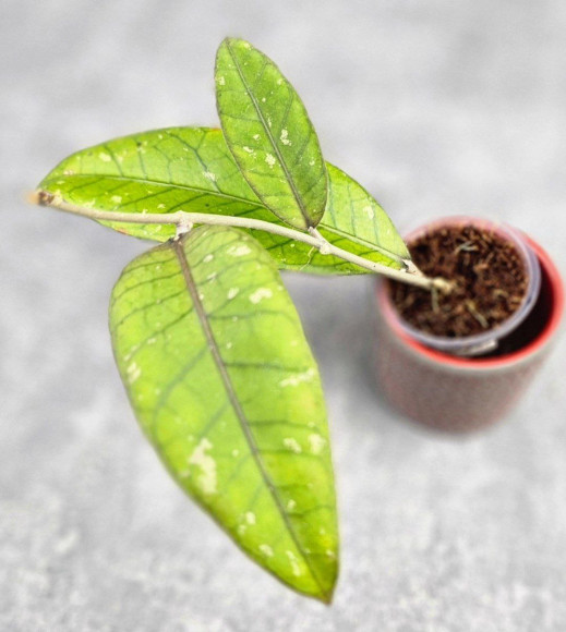 Hoya Sp Aceh Hoya Sp Aceh