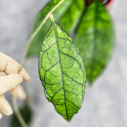 Hoya Clemensiorum Sarawak #002