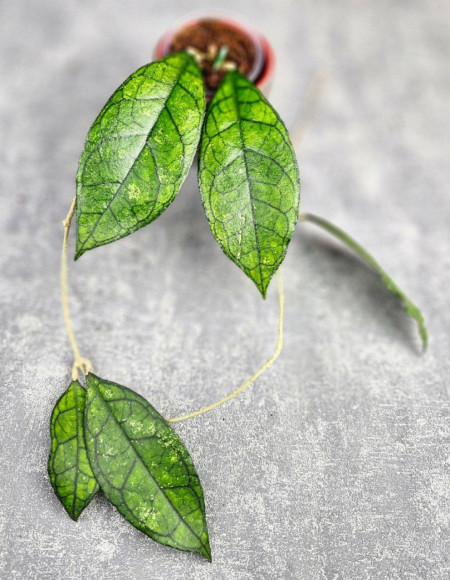 Hoya Clemensiorum Sarawak #002 Hoya Clemensiorum Sarawak #002