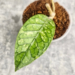 Hoya Sp. Aceh Permata Hijau 