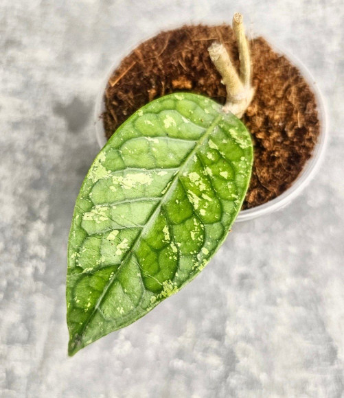 Hoya Sp. Aceh Permata Hijau Hoya Sp. Aceh Permata Hijau