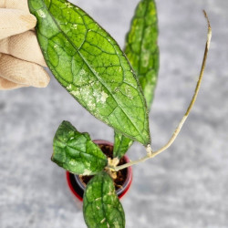 Hoya Clemensiorum Aceh #004           