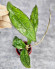 Hoya Clemensiorum Aceh #004           
