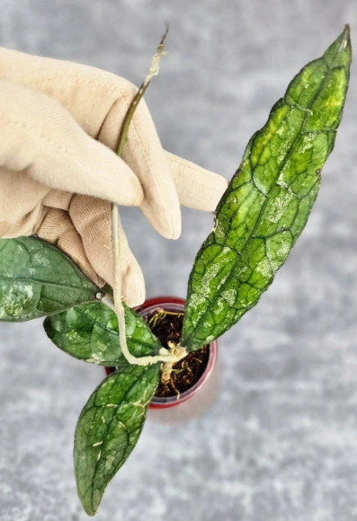 Hoya Clemensiorum Aceh #004 Hoya Clemensiorum Aceh #004