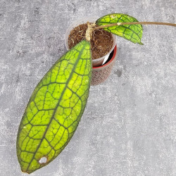 Hoya Clemensiorum Aceh ar #044