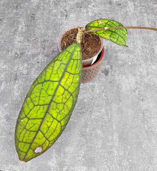 Hoya Clemensiorum Aceh ar #044 Hoya Clemensiorum Aceh ar #044