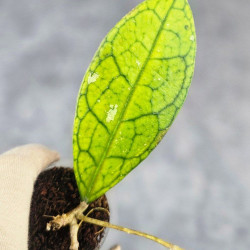 Hoya Clemensiorum Sarawak #001