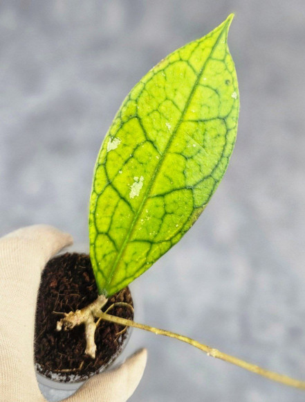 Hoya Clemensiorum Sarawak #001