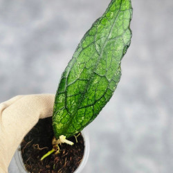 Hoya Clemensiorum Sarawak #003