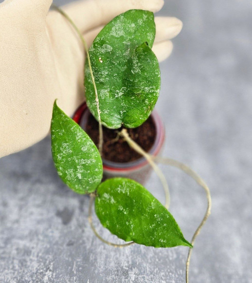 Hoya Caudata Aceh High Splash 
