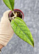 Hoya Sp Aceh  