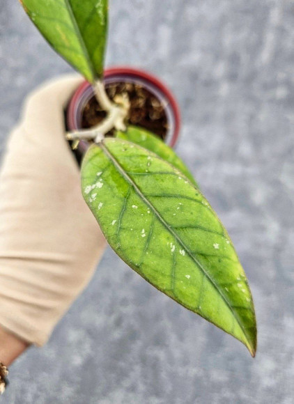 Hoya Sp Aceh  