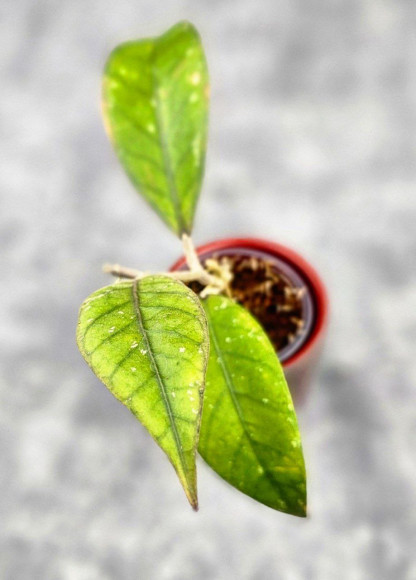 Hoya Sp Aceh Hoya Sp Aceh