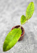 Hoya Sp Aceh  