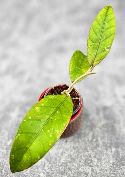 Hoya Sp Aceh Hoya Sp Aceh