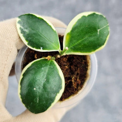 Hoya Incurvula Palta