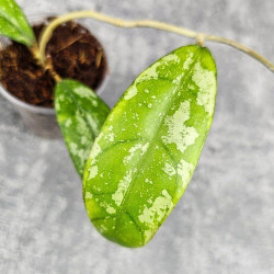 Hoya New No Id Forest