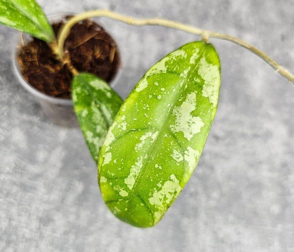 Hoya New No Id Forest Hoya New No Id Forest