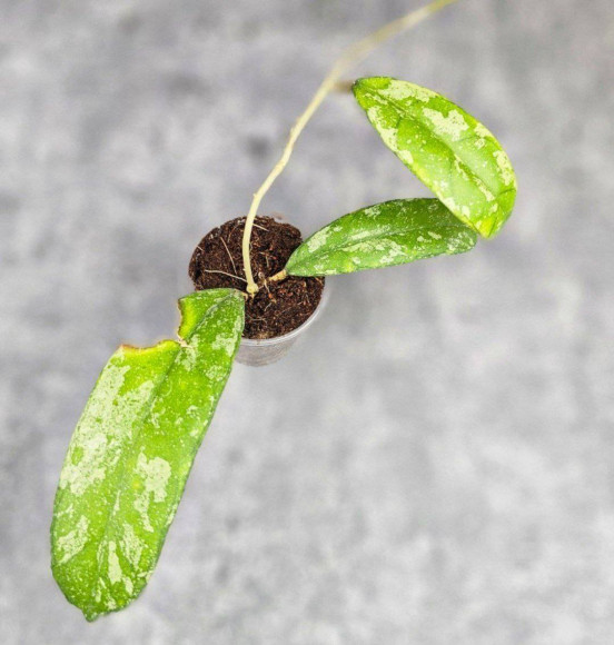 Hoya New No Id Forest Hoya New No Id Forest